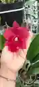 Orquideas Cattleyas
