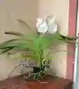 Orquideas Vandas
