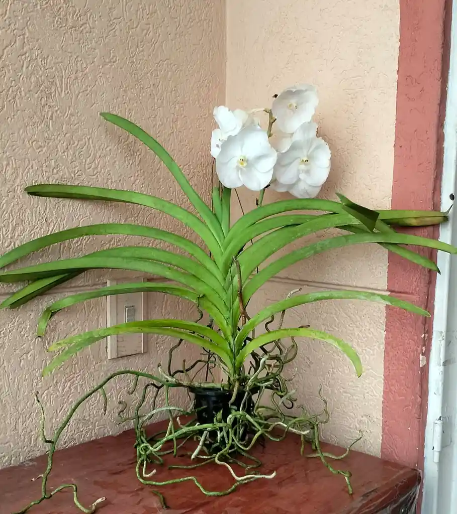 Orquideas Vandas