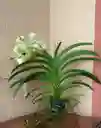 Orquideas Vandas