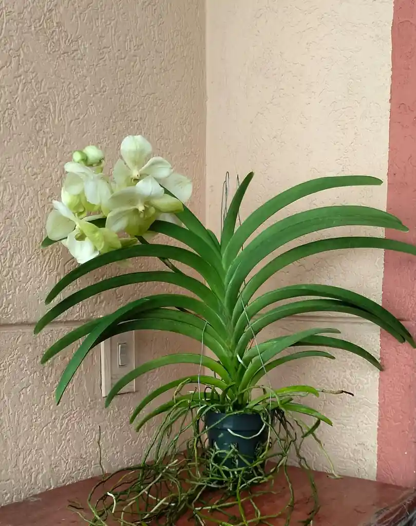 Orquideas Vandas