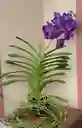 Orquideas Vandas