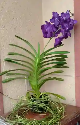Orquideas Vandas