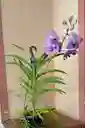 Orquideas Vandas