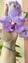 Orquideas Vandas