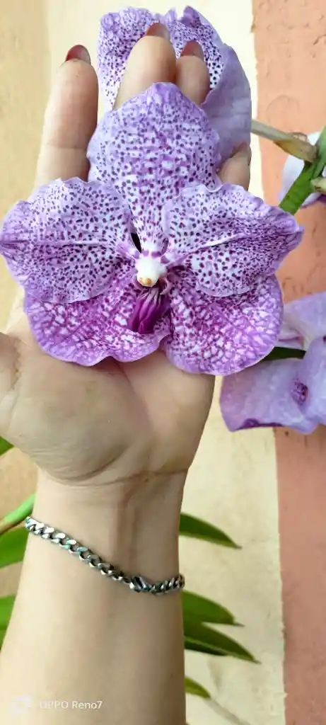 Orquideas Vandas