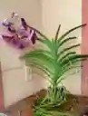Orquideas Vandas