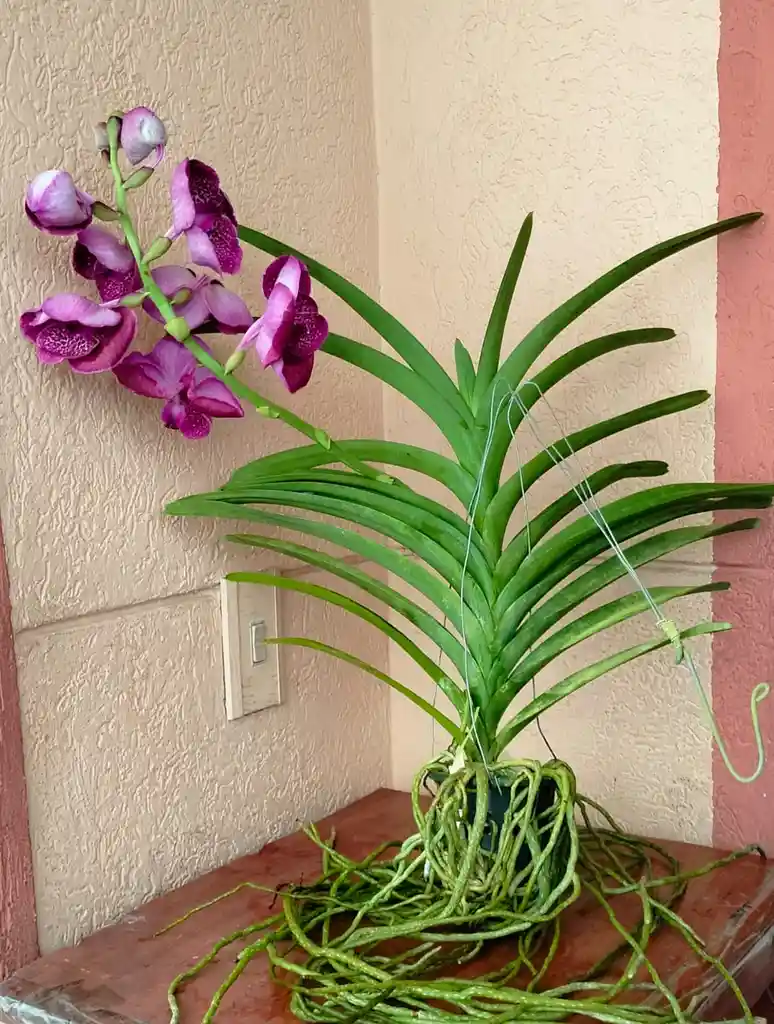 Orquideas Vandas