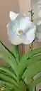Orquideas Vandas