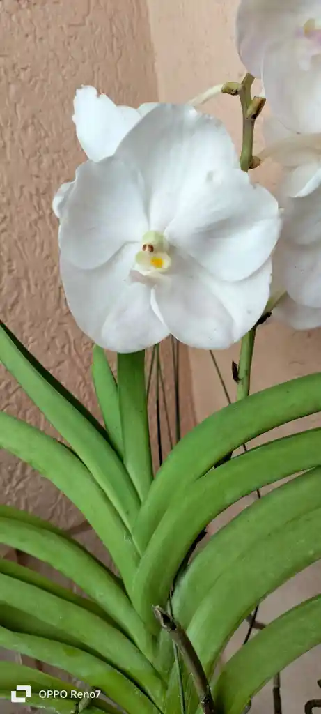 Orquideas Vandas