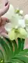 Orquideas Vandas