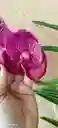 Orquideas Vandas