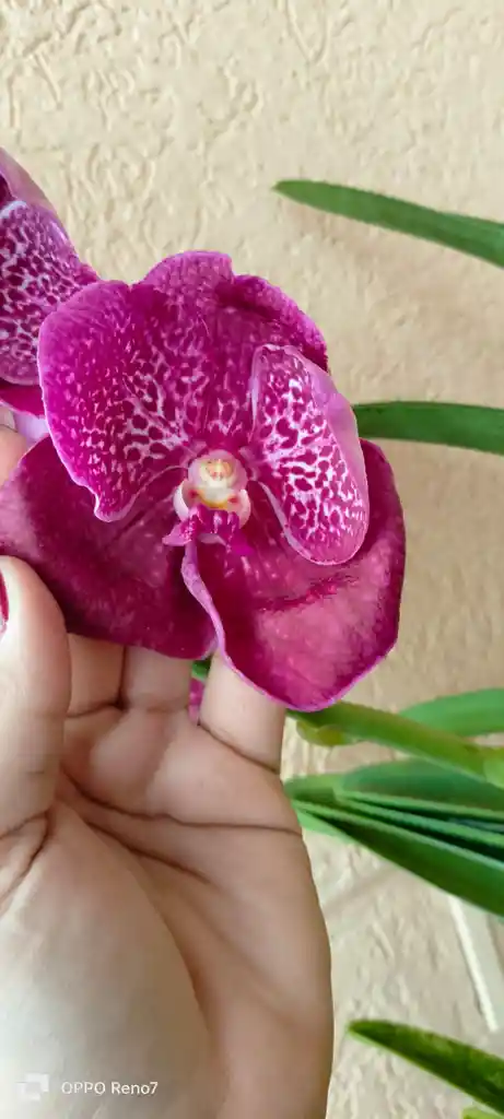 Orquideas Vandas