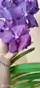 Orquideas Vandas