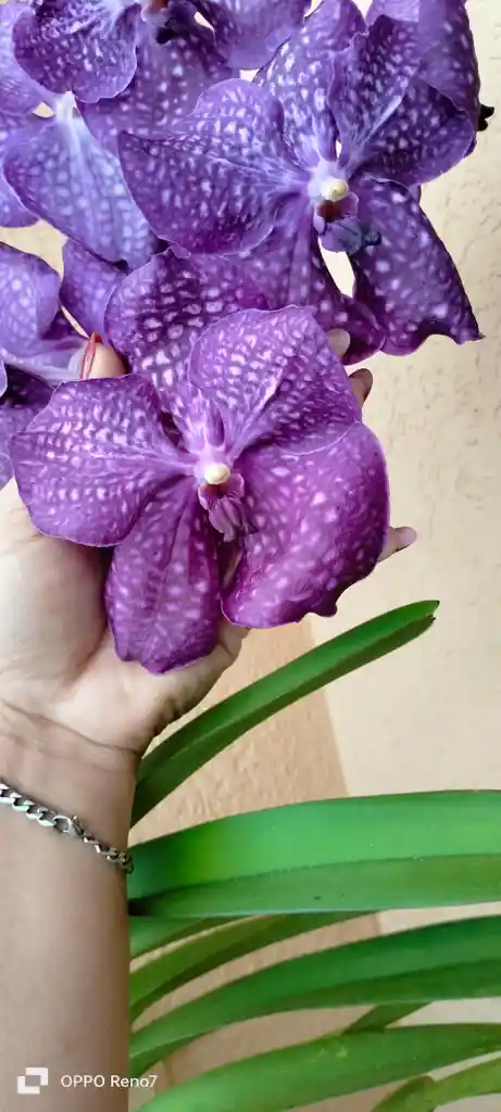 Orquideas Vandas