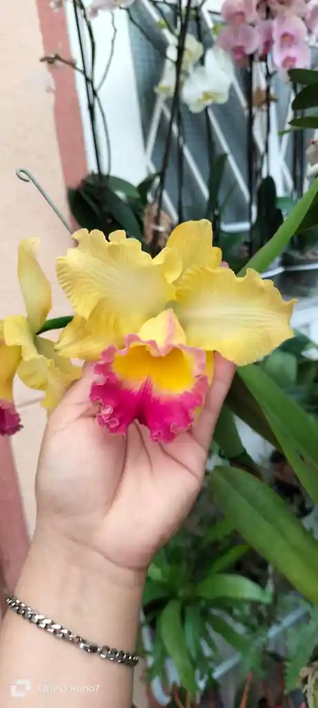 Orquideas Cattleyas