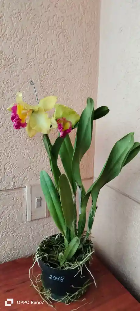 Orquideas Cattleyas