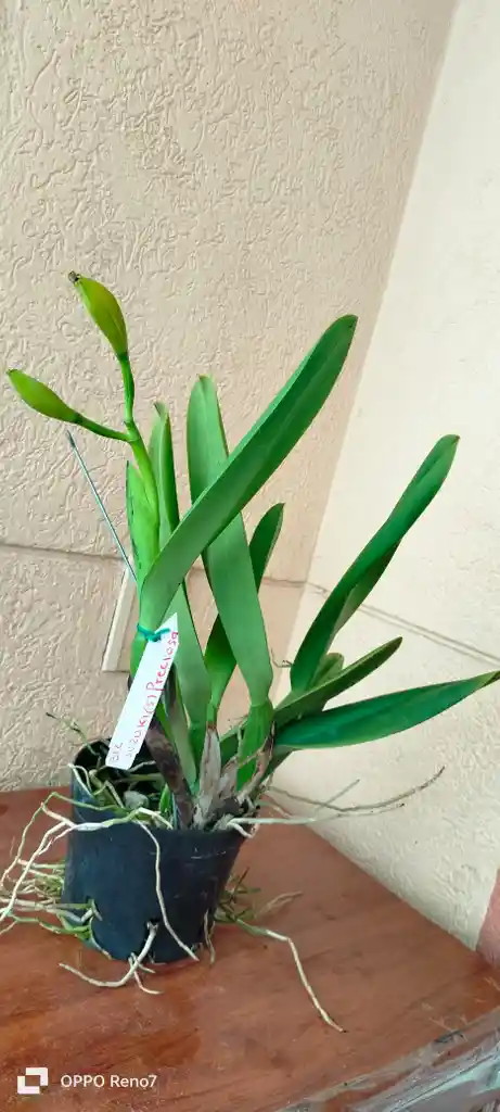 Orquideas Cattleyas