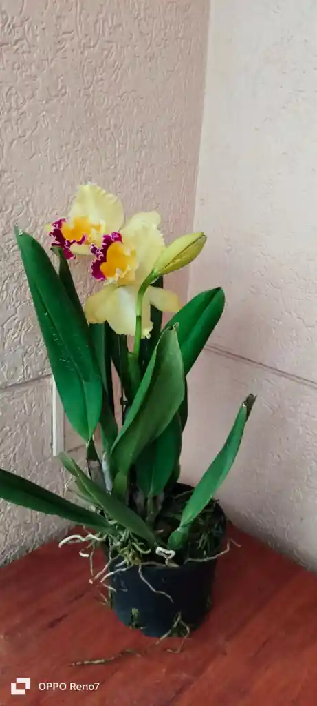 Orquideas Cattleyas
