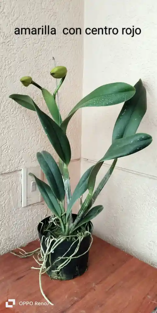 Orquideas Cattleyas