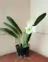 Orquideas Cattleyas