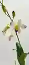 Dendrobium Phalaenopsis