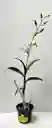 Dendrobium Phalaenopsis