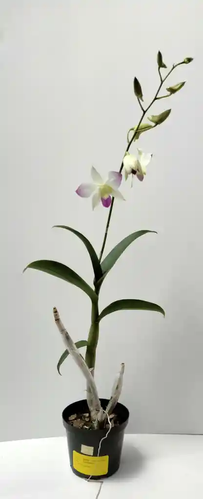 Dendrobium Phalaenopsis