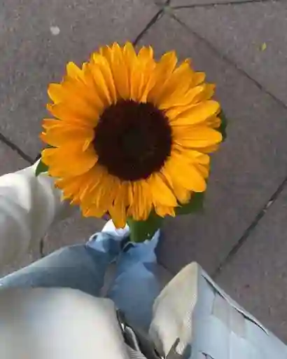 Girasol Individual – Detalle Con Luz