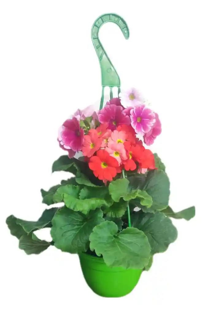 Primavera Doble Color
