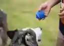 2 Pelotas Juego Mascota Perro Canino Parque Paseo