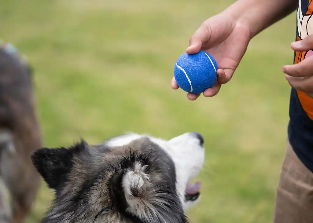 2 Pelotas Juego Mascota Perro Canino Parque Paseo