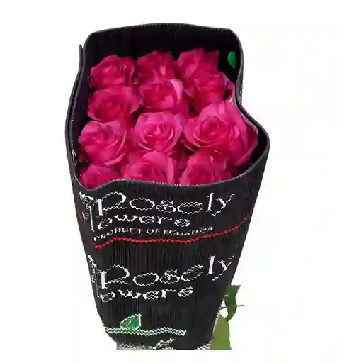 Rosas Fucsias Paquete