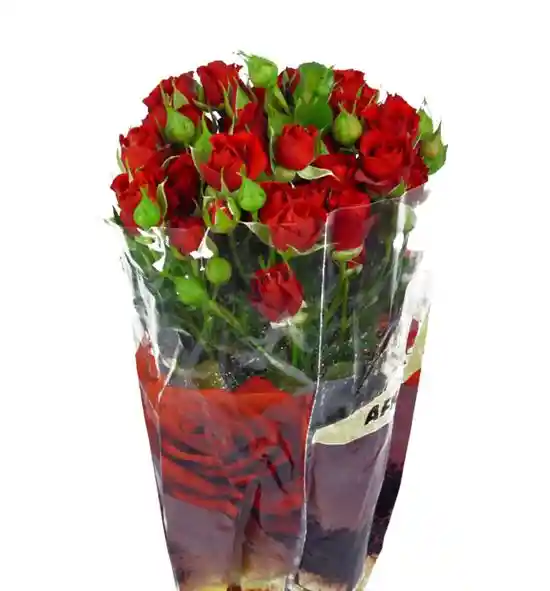 Rosa Spray Roja En Paquete