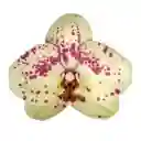 Orquidea Sunshine 1 Vara Con Matera