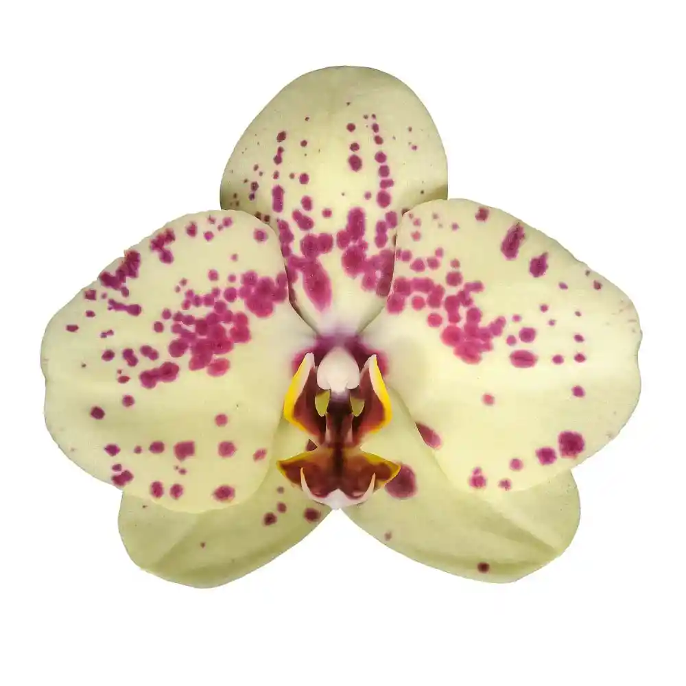 Orquidea Sunshine 1 Vara Con Matera