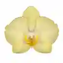 Orquidea Sunshine 1 Vara Con Matera