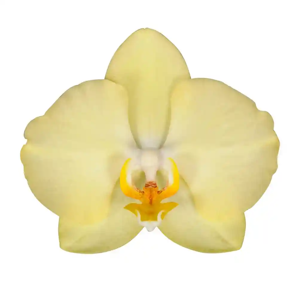 Orquidea Sunshine 1 Vara Con Matera