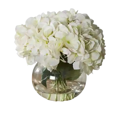 Hortensia Blanca En Pecera Luz De Hogar