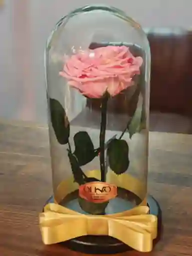 Rosa Rosada Bebé Preservada En Urna De Cristal Luxury