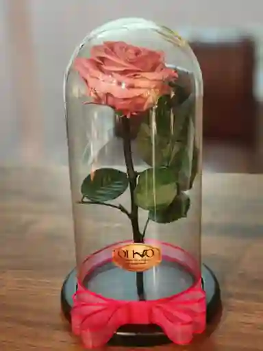 Rosa Rosa Oro Preservada En Urna De Cristal Luxury