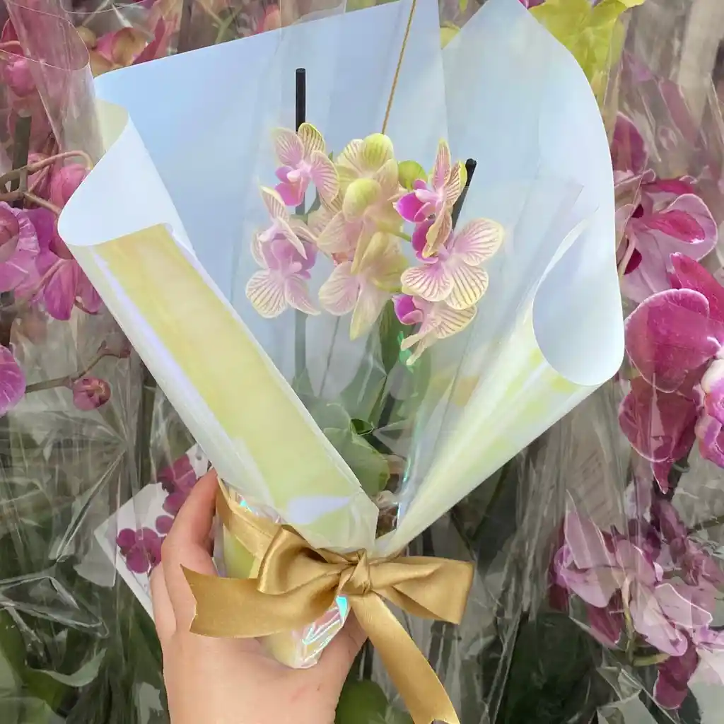 Orquidea Mini