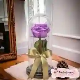 Rosa Eterna Lila Que Deslumbra