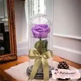 Rosa Eterna Lila Que Deslumbra