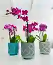 Orquidea Mini Doble En Matera