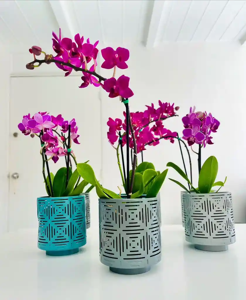 Orquidea Mini Doble En Matera
