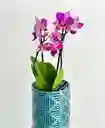 Orquidea Mini Doble En Matera