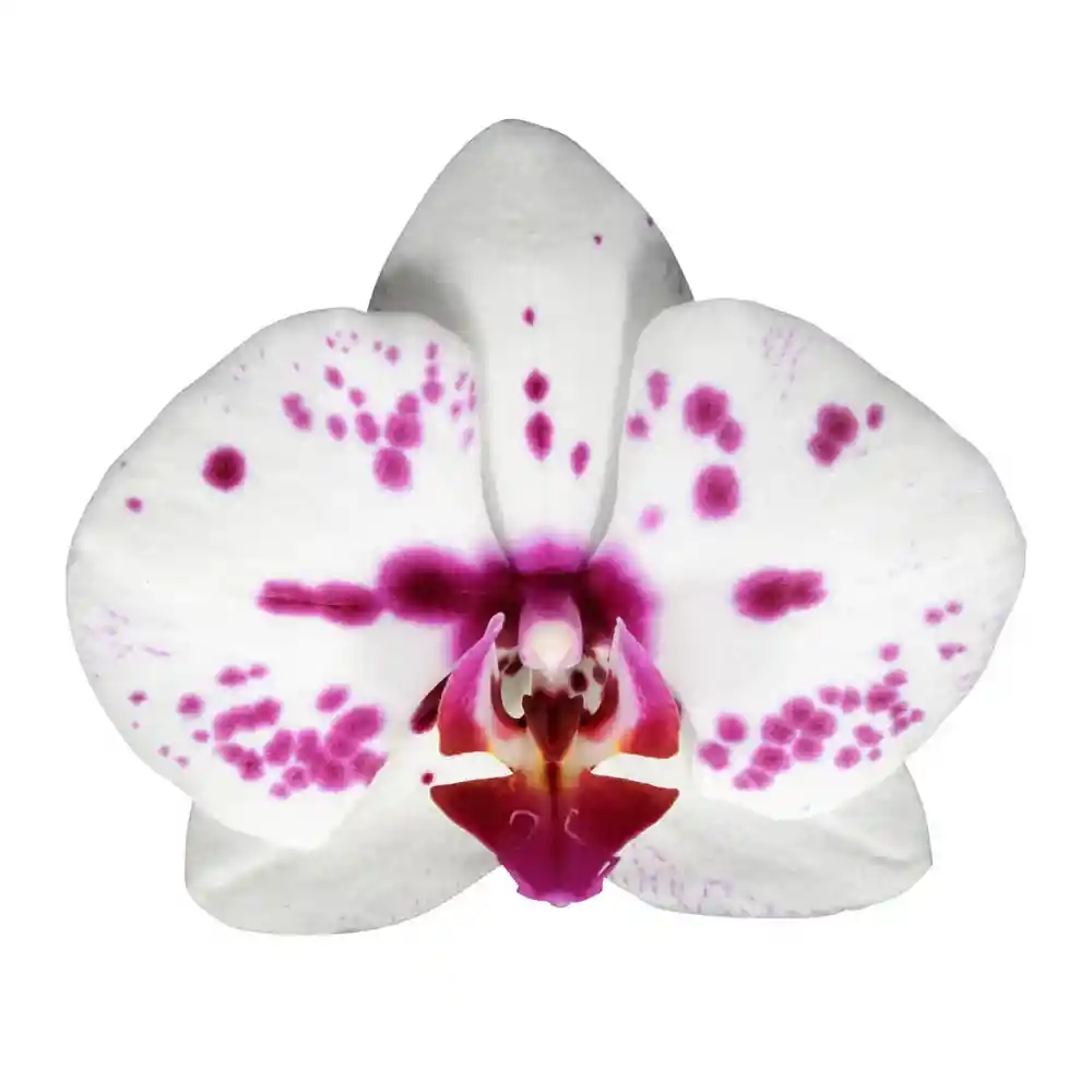 Orquidea Impresionista 1 Vara Con Matera