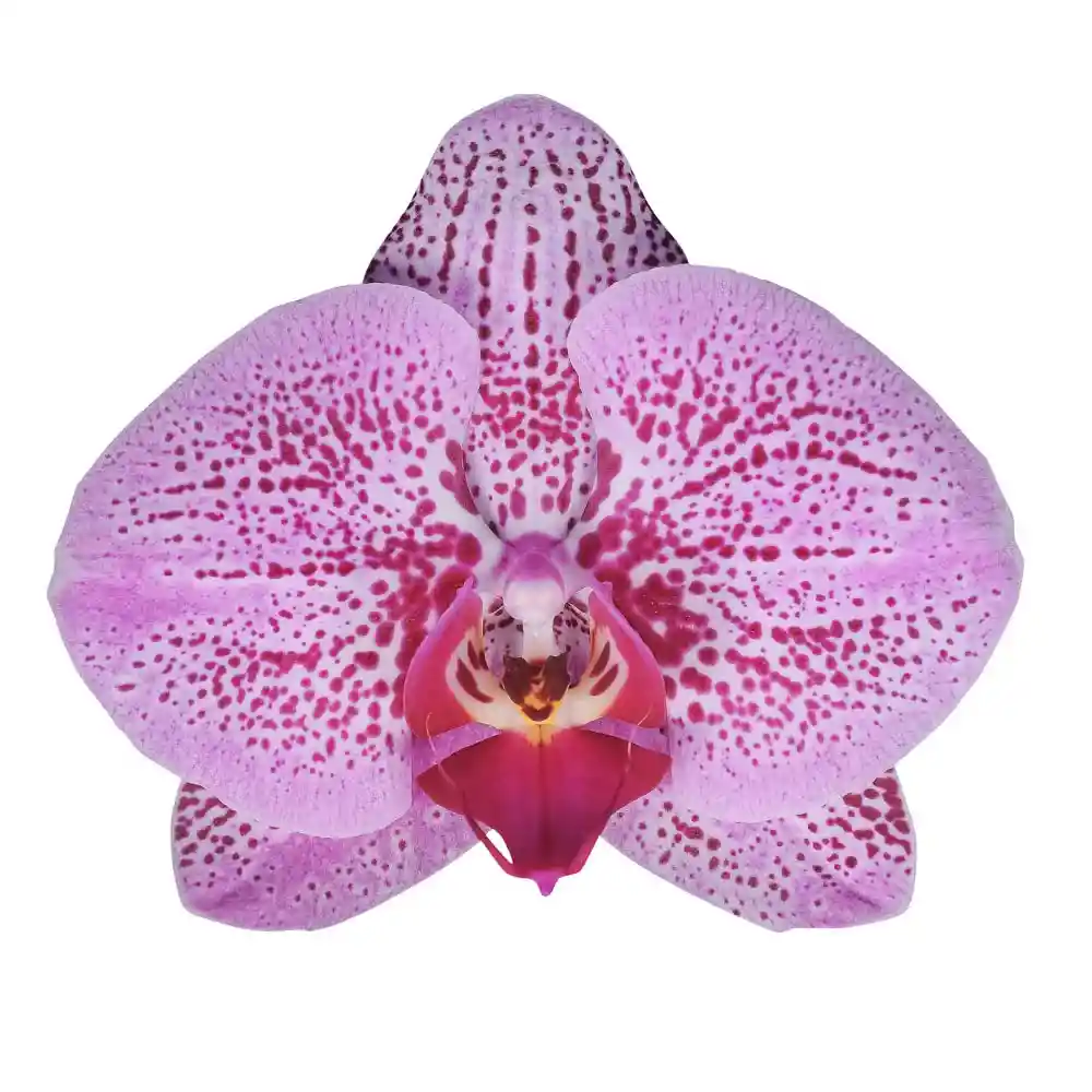 Orquidea Impresionista 1 Vara Con Matera