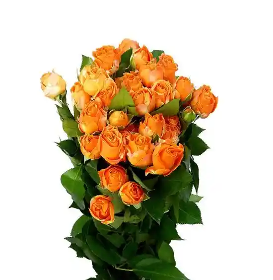 Rosa Spray Naranja En Paquete